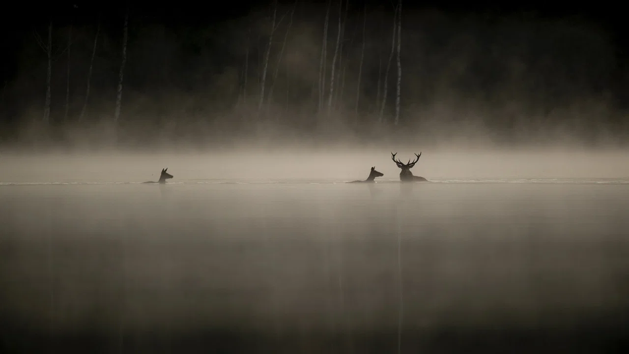 Le Chant des for&ecirc;ts - 剧照