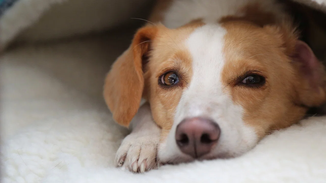 Can Dogs Talk? - 剧照