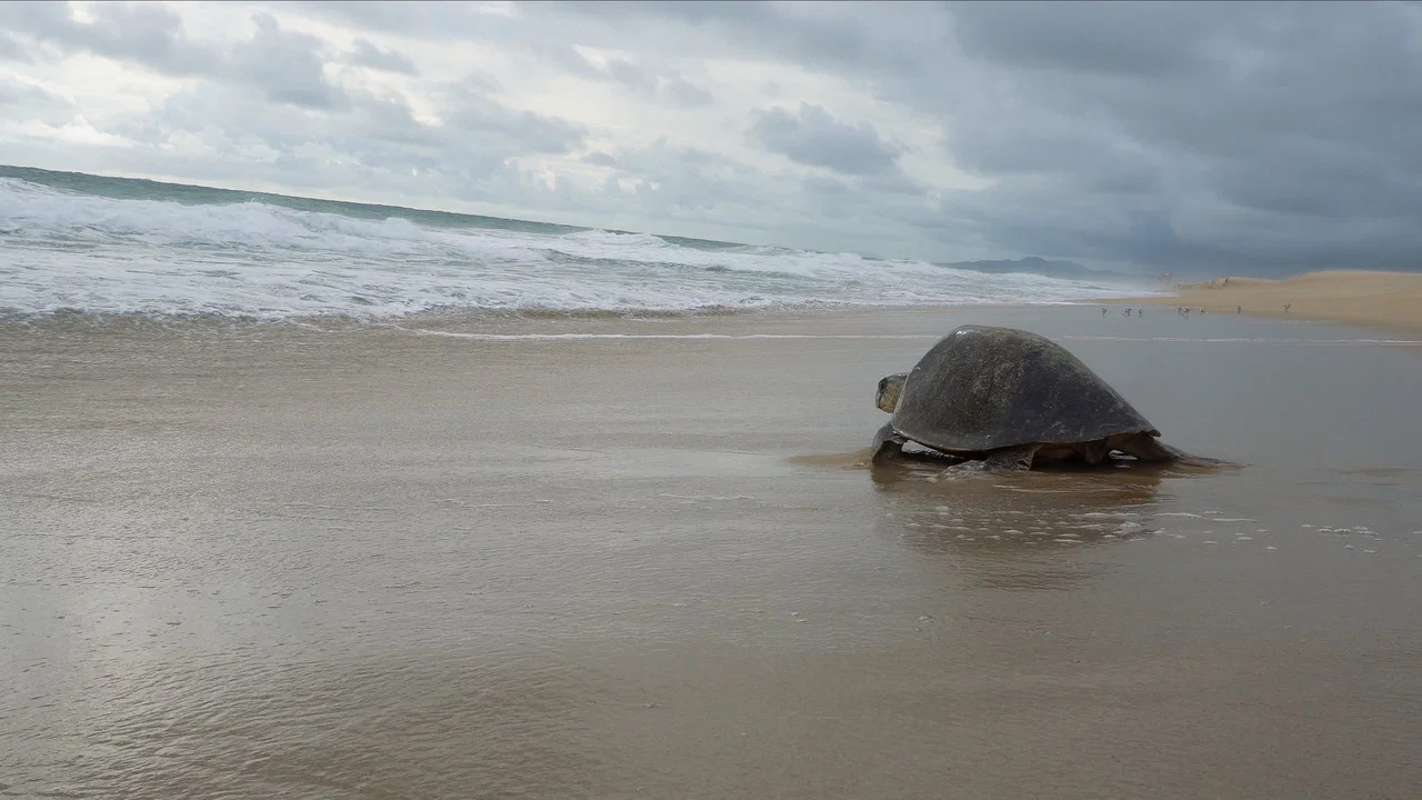 Return: Salvando a las Tortugas - 剧照