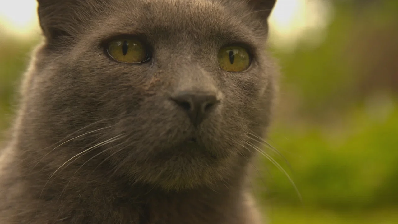 Wilde Miezen - Katzen allein unterwegs - 剧照