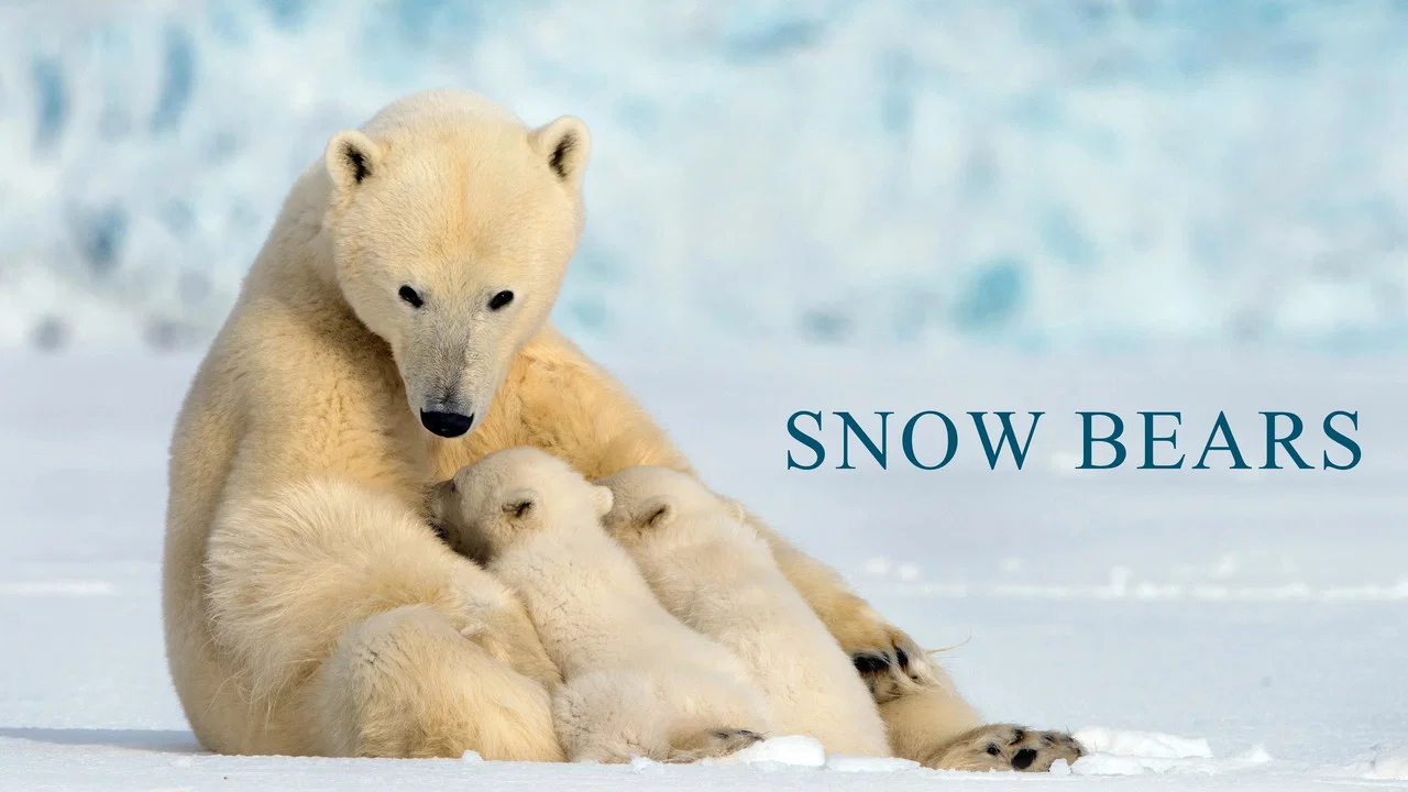 Snow Bears - 剧照