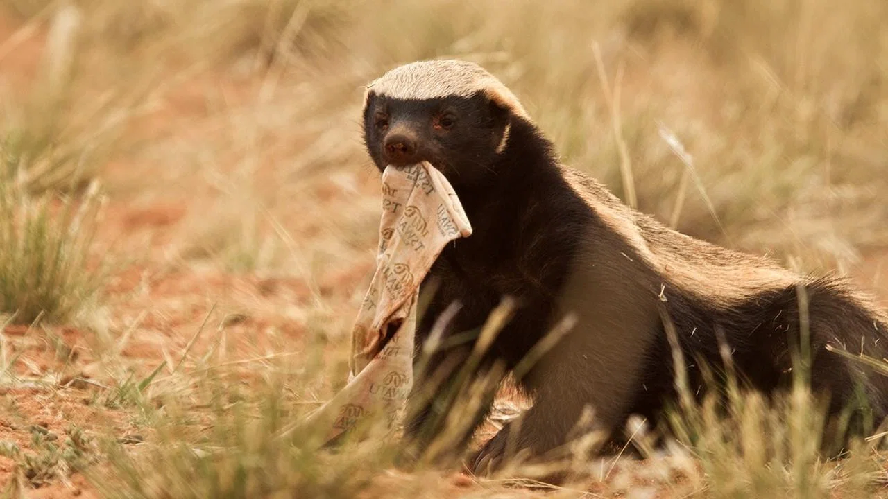 Ultimate Honey Badger - 剧照