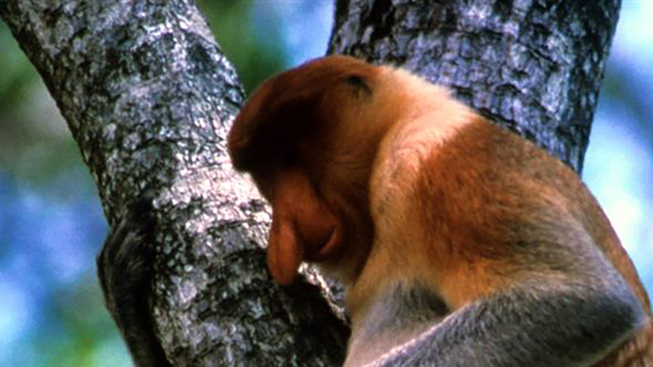 The Biggest Nose in Borneo - 剧照