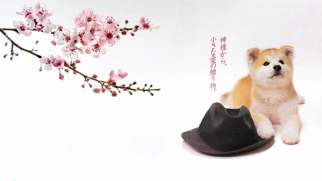 忠犬八公物语 - 剧照