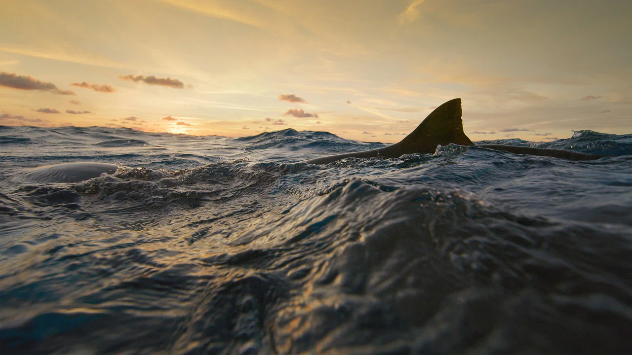 Man vs. Shark - 剧照