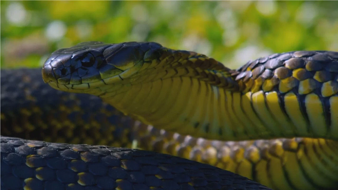 Snake Island: Wild & Deadly - 剧照