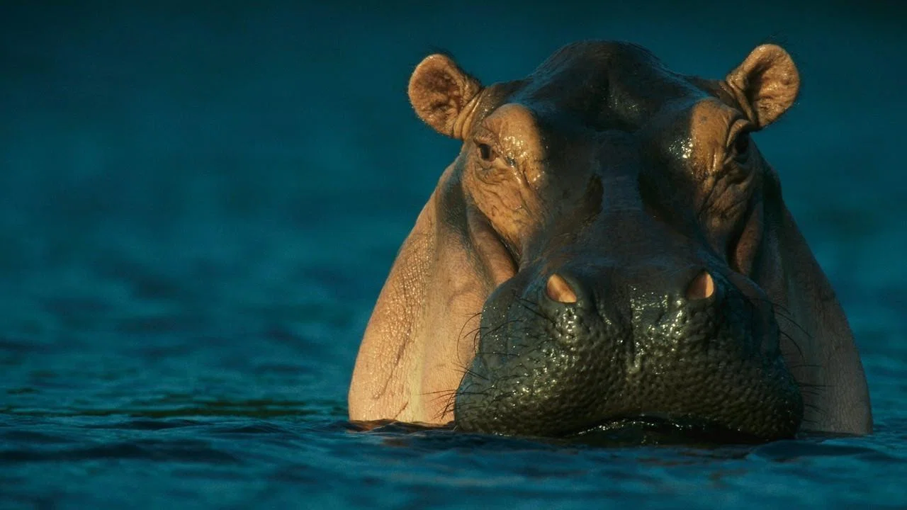 Wild Gabon - 剧照