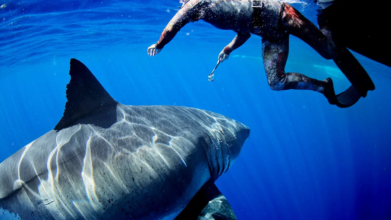 Most Wanted Sharks - 剧照
