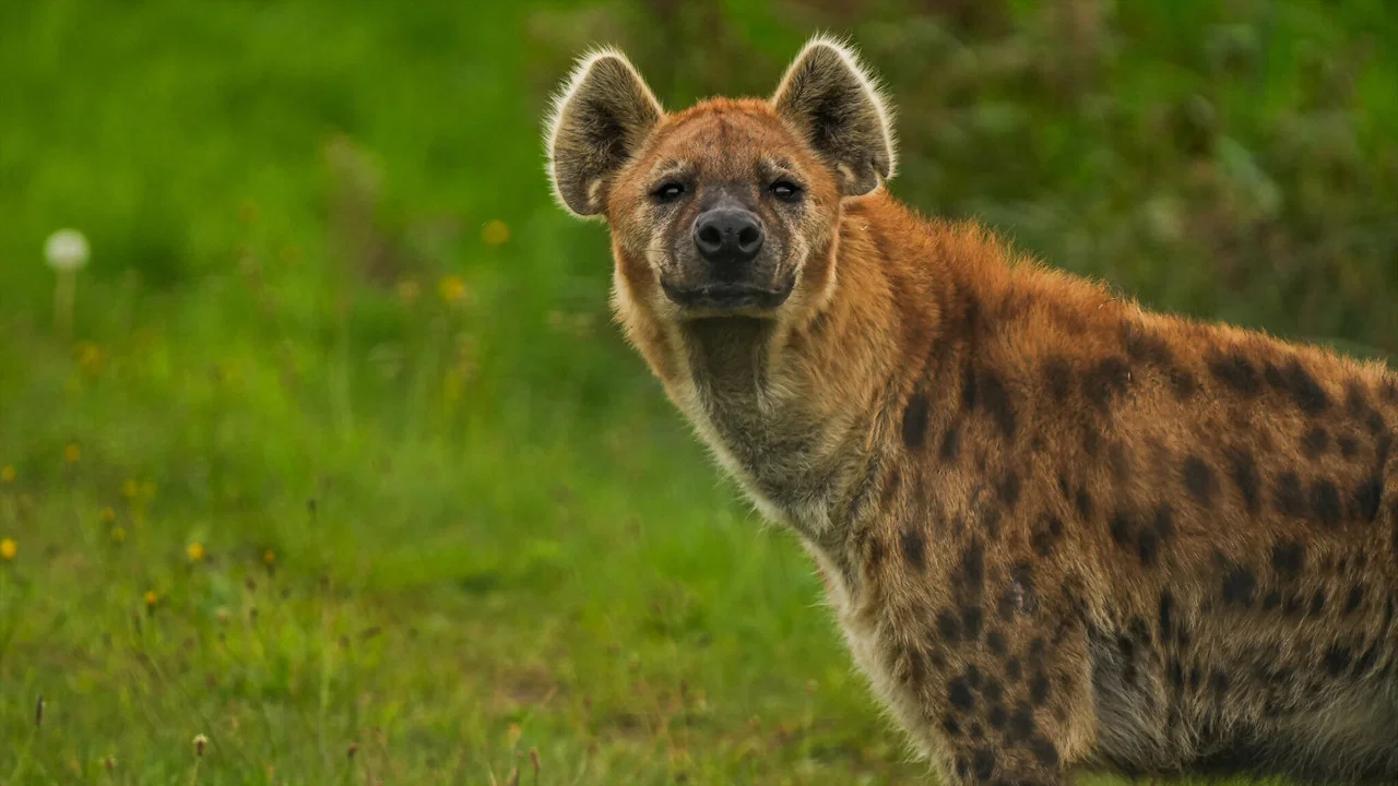 Naabi: A Hyena Princess - 剧照