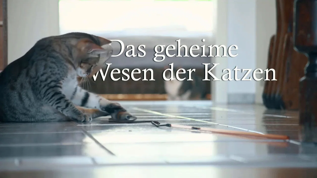 Das geheime Wesen der Katzen - 剧照