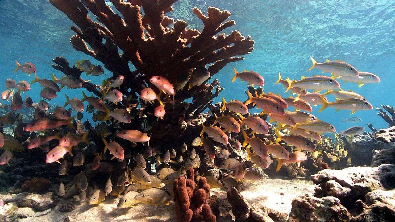 Castro's Secret Reef - 剧照