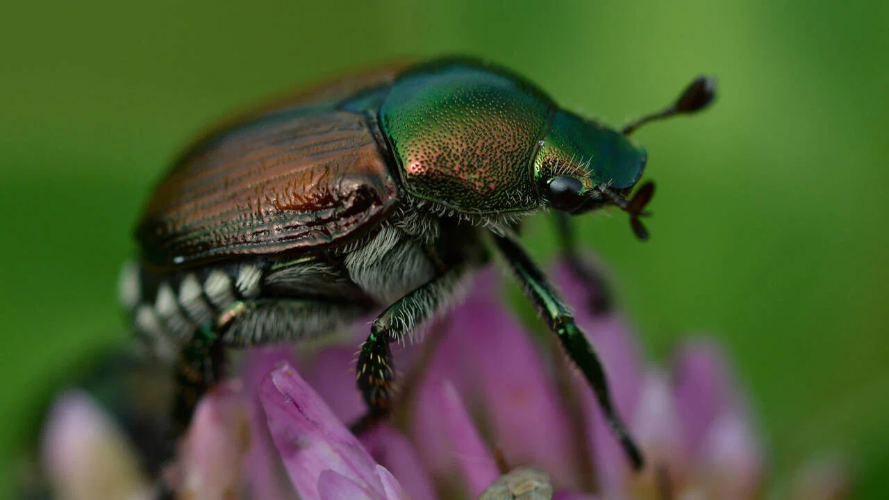 Fabelhafte Insekten - K&auml;fer - 剧照