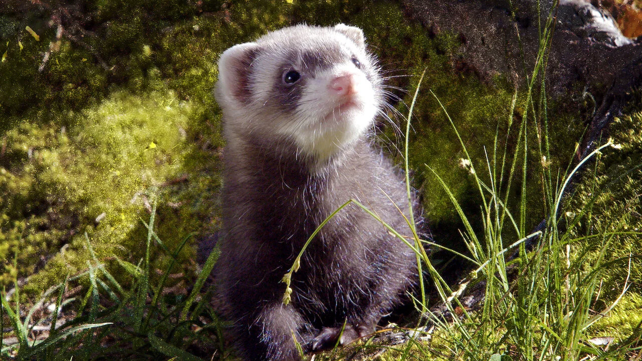 Lungau - Wildnis im Herzen der Tauern - 剧照