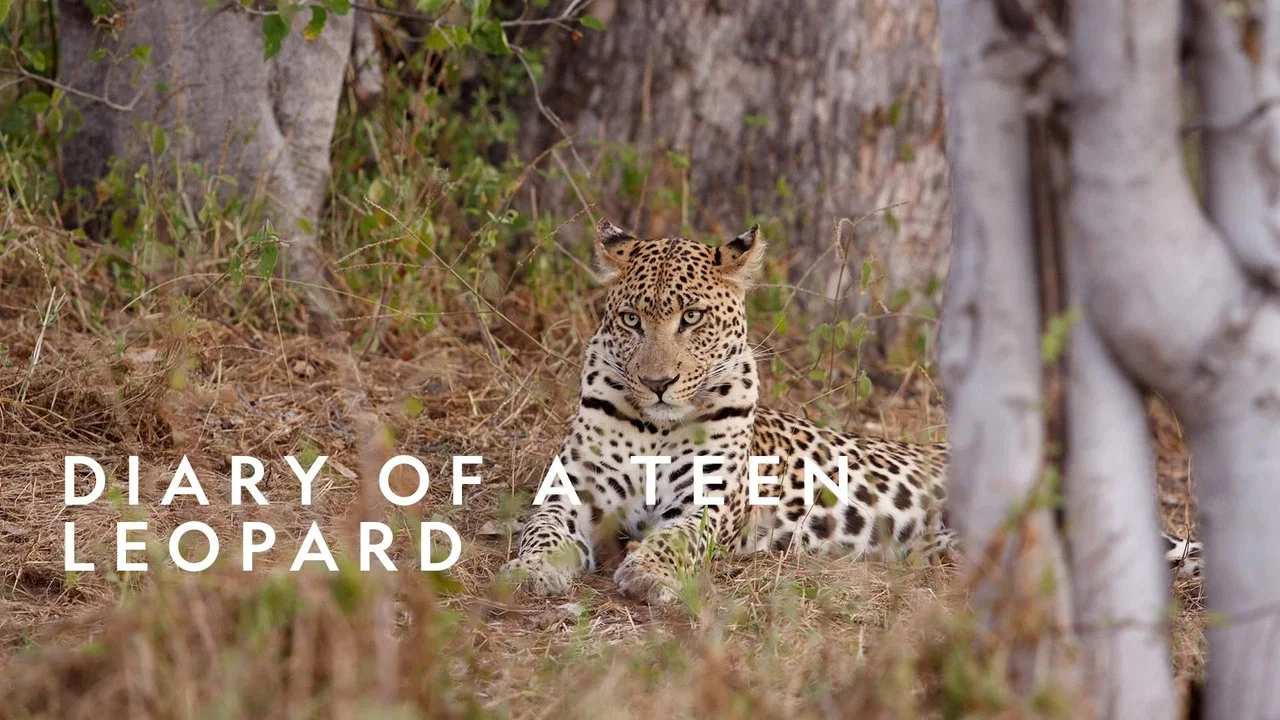 Diary of a Teen Leopard - 剧照