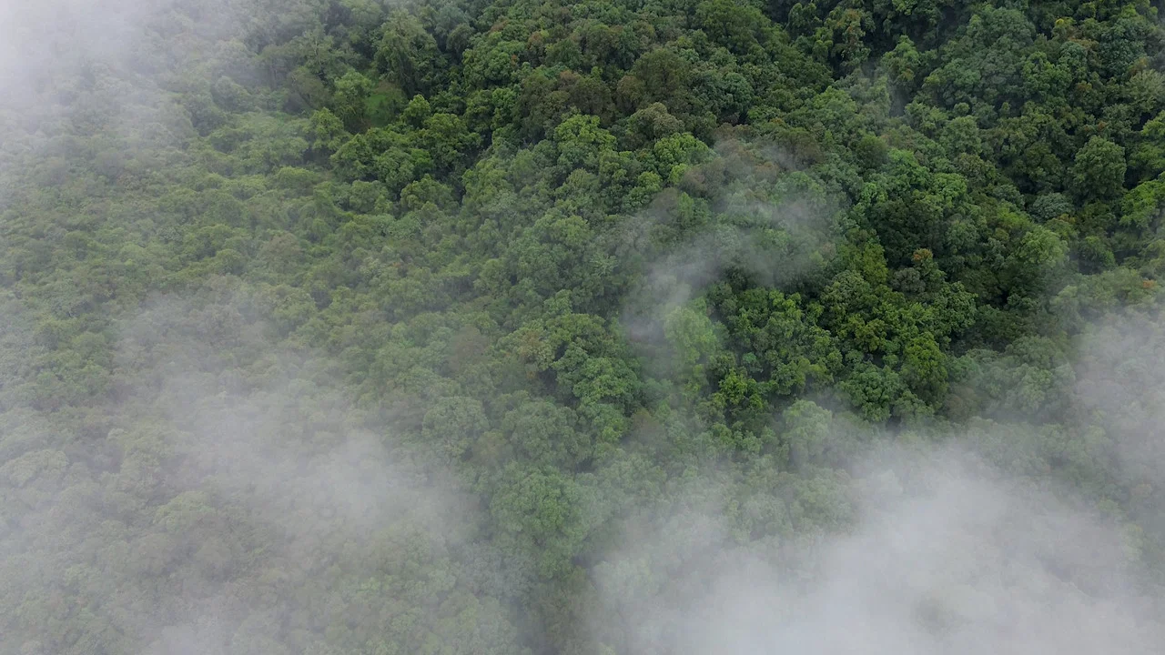 El bosque entre la niebla - 剧照