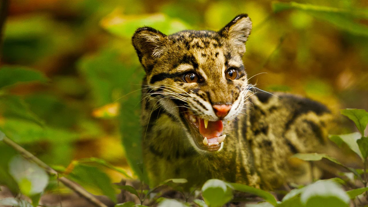 Return of the Clouded Leopards - 剧照