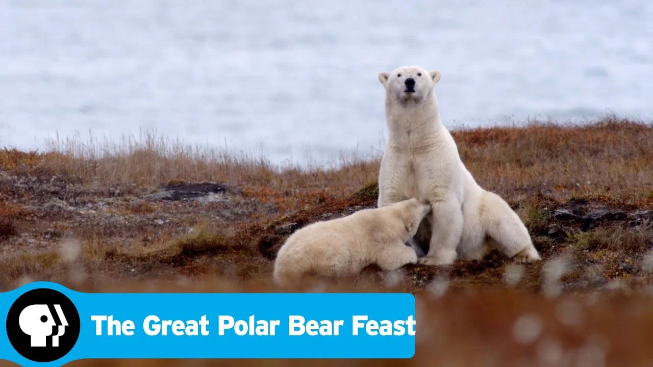 The Great Polar Bear Feast - 剧照