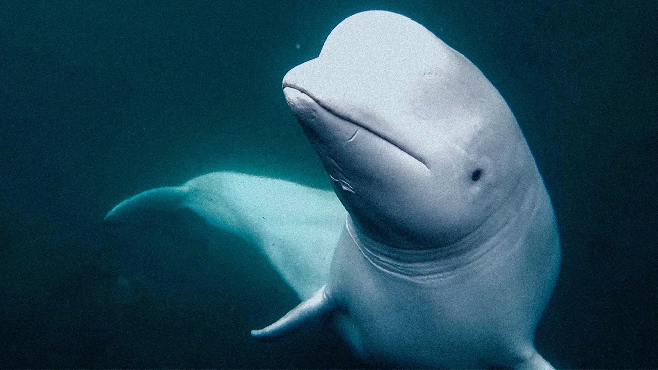 Secrets of the Spy Whale - 剧照