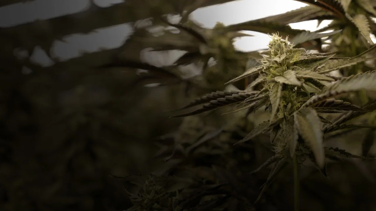 Cannabis : Une enqu&ecirc;te de Mathieu Kassovitz et Antoine Robin - 剧照
