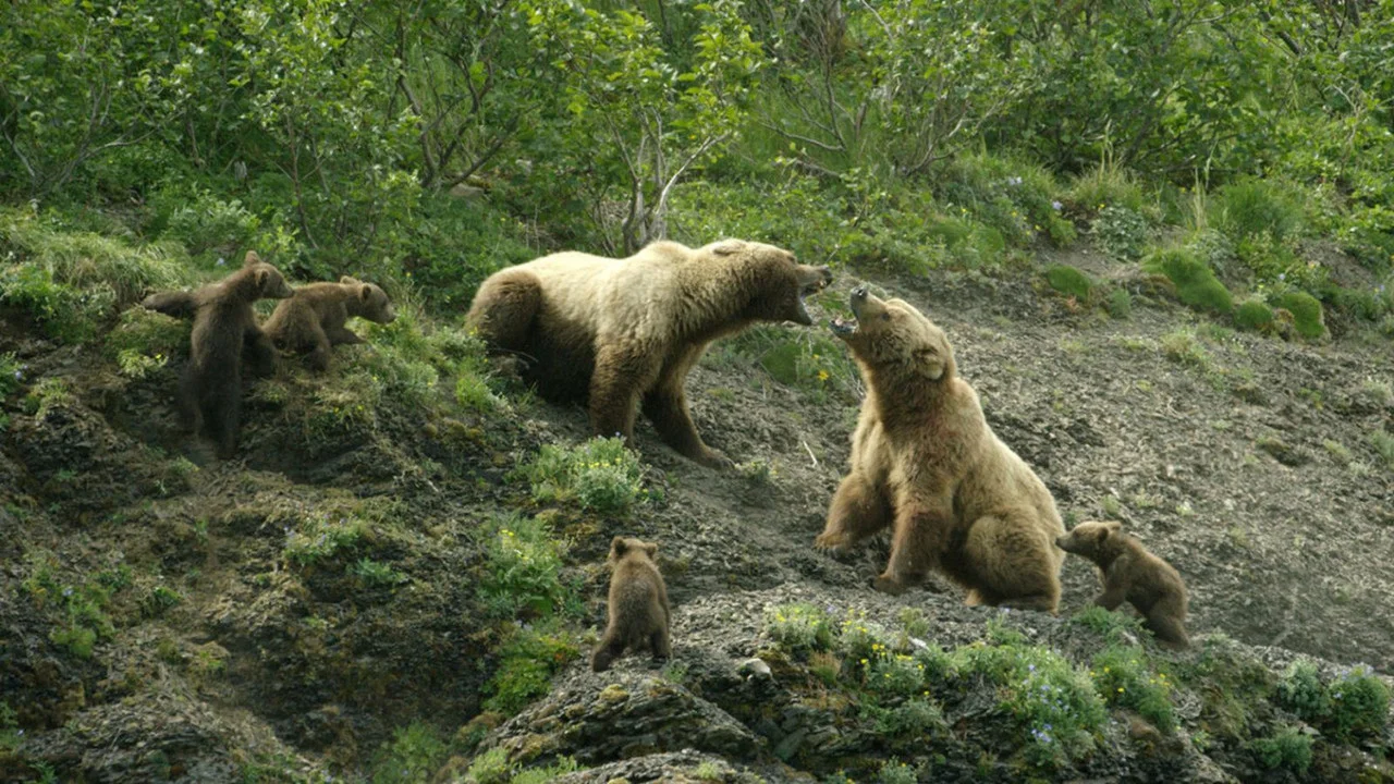 Grizzly Empire - 剧照
