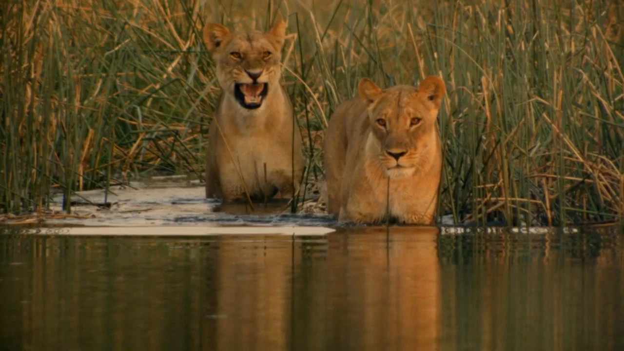 Birth of a Pride - 剧照