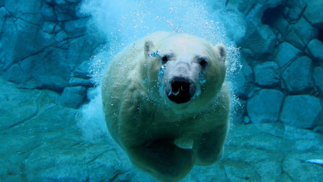 Les Secrets des Animaux des Glaces - 剧照
