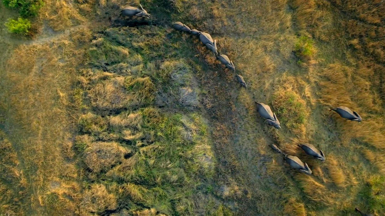 Migrations: Herds on the Move - 剧照