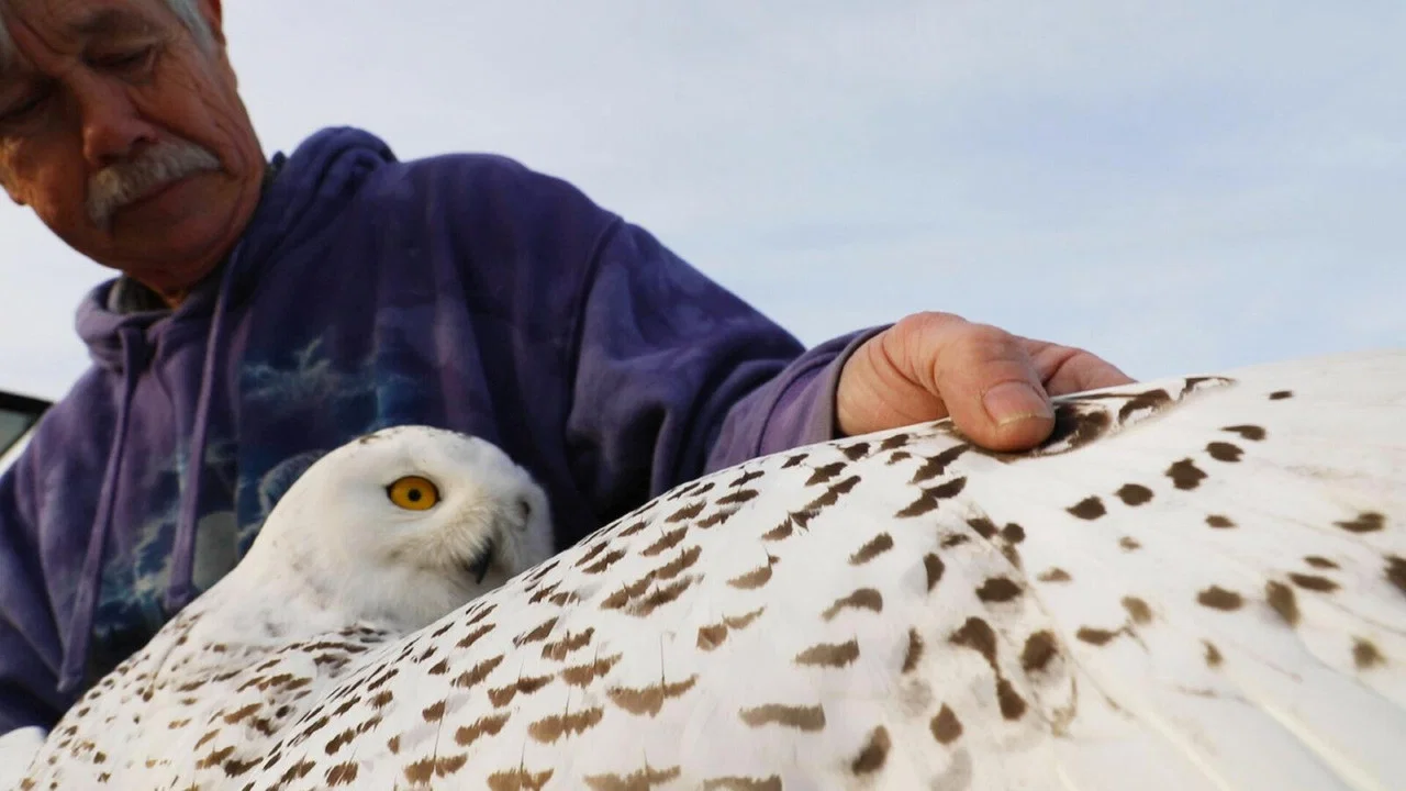 The Snowy Owls of Logan Airport - 剧照