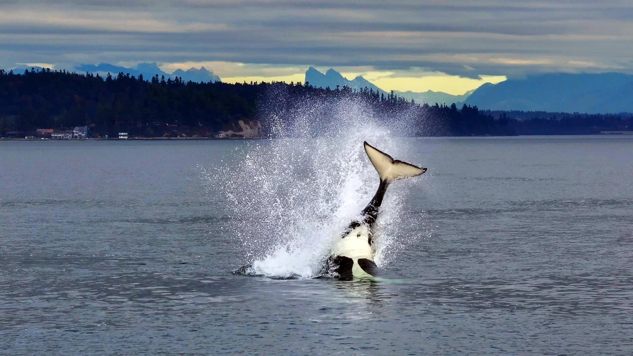 Orcas - Life in Black and White - 剧照