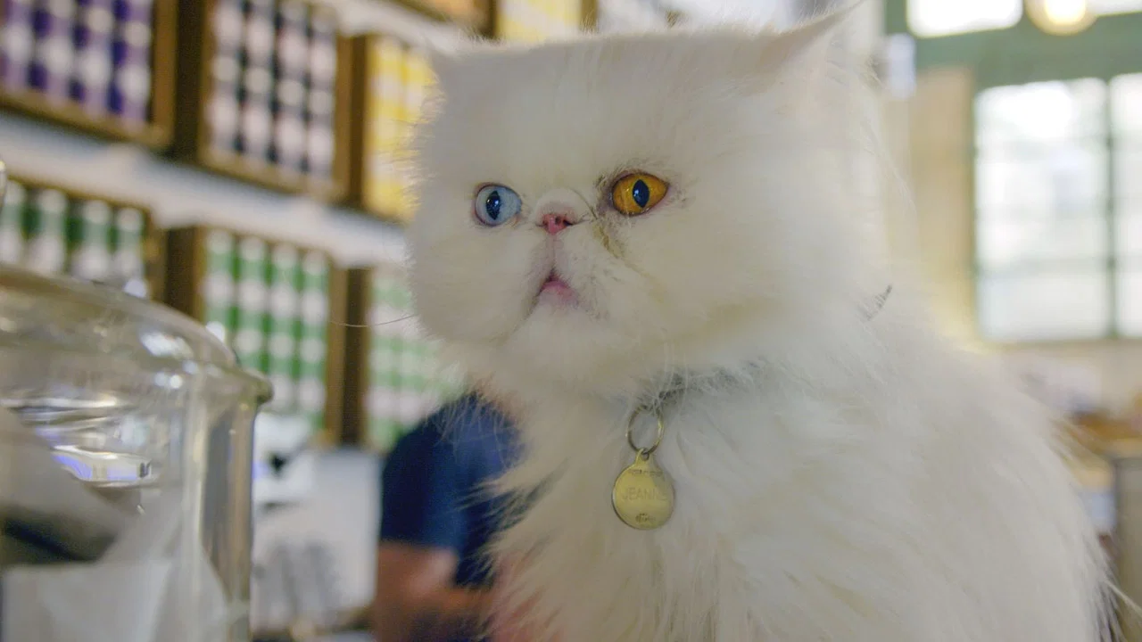 Comment le chat a conquis le monde - 剧照