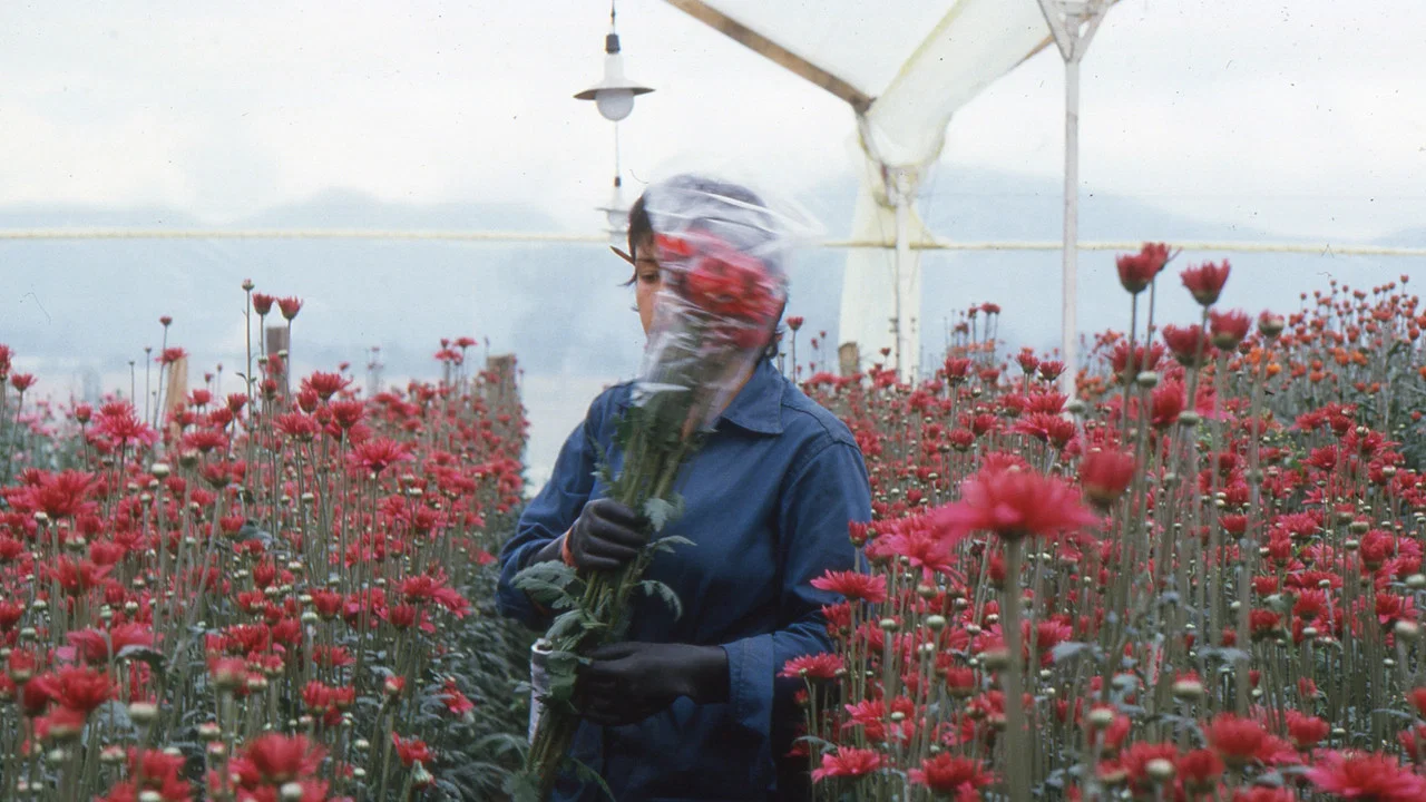 Amor, mujeres y flores - 剧照