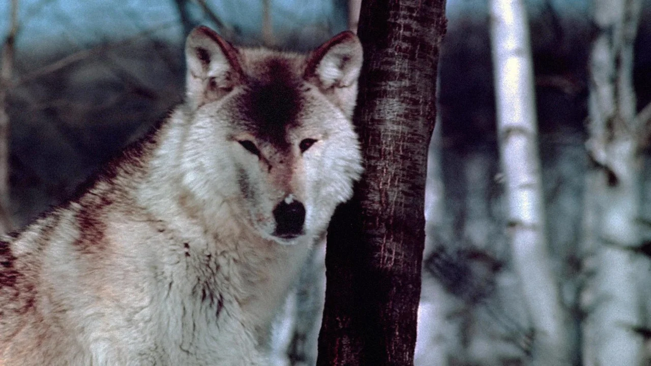 Wolf Pack - 剧照