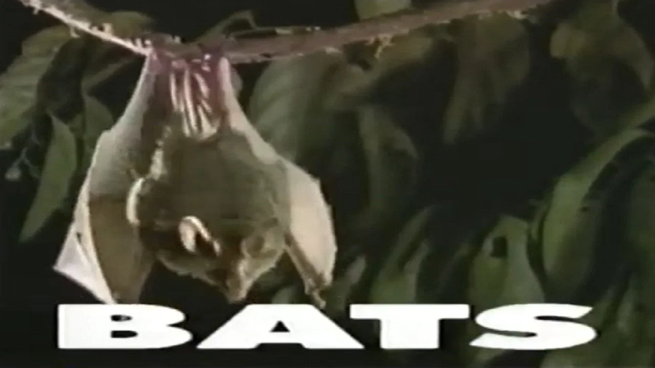 Predators of the Wild: Bats - 剧照