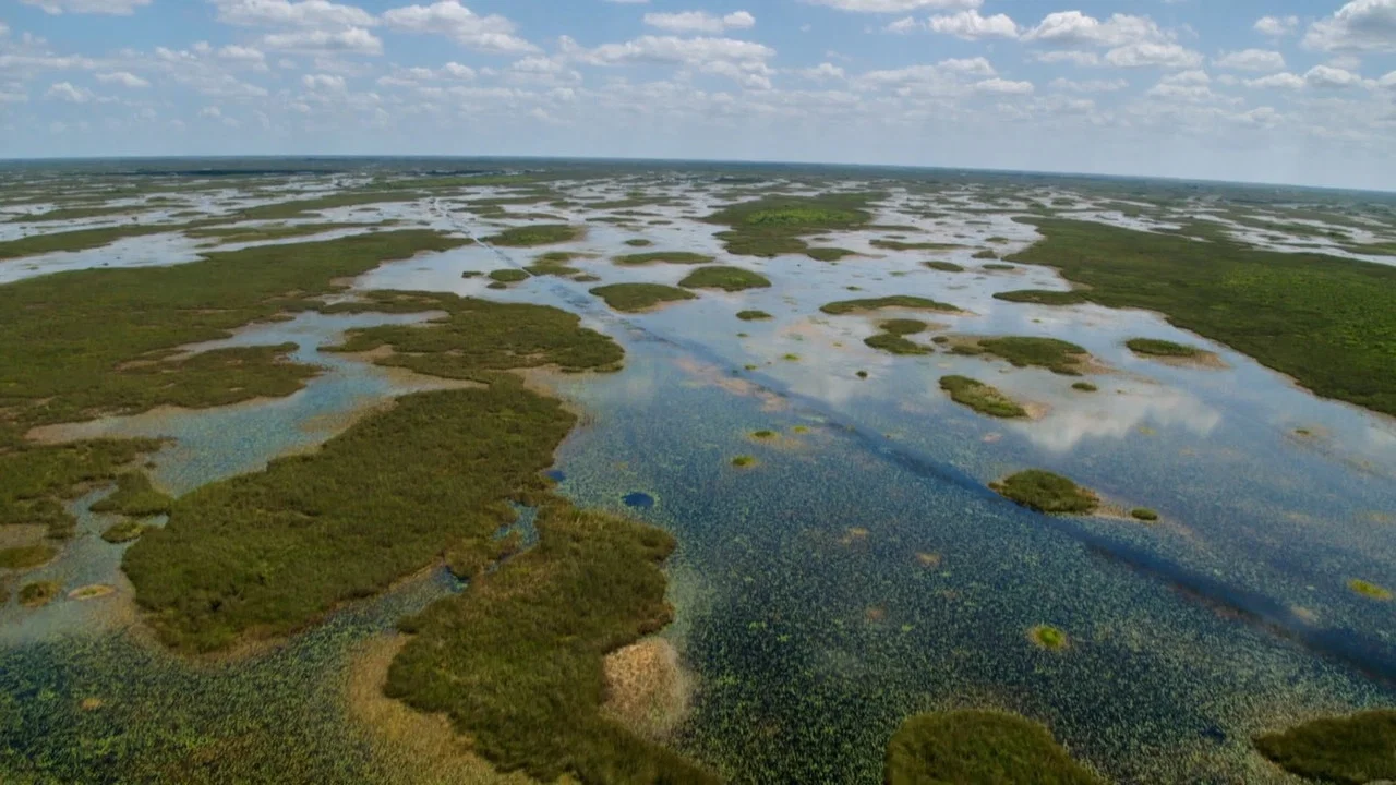 Wild Florida - 剧照
