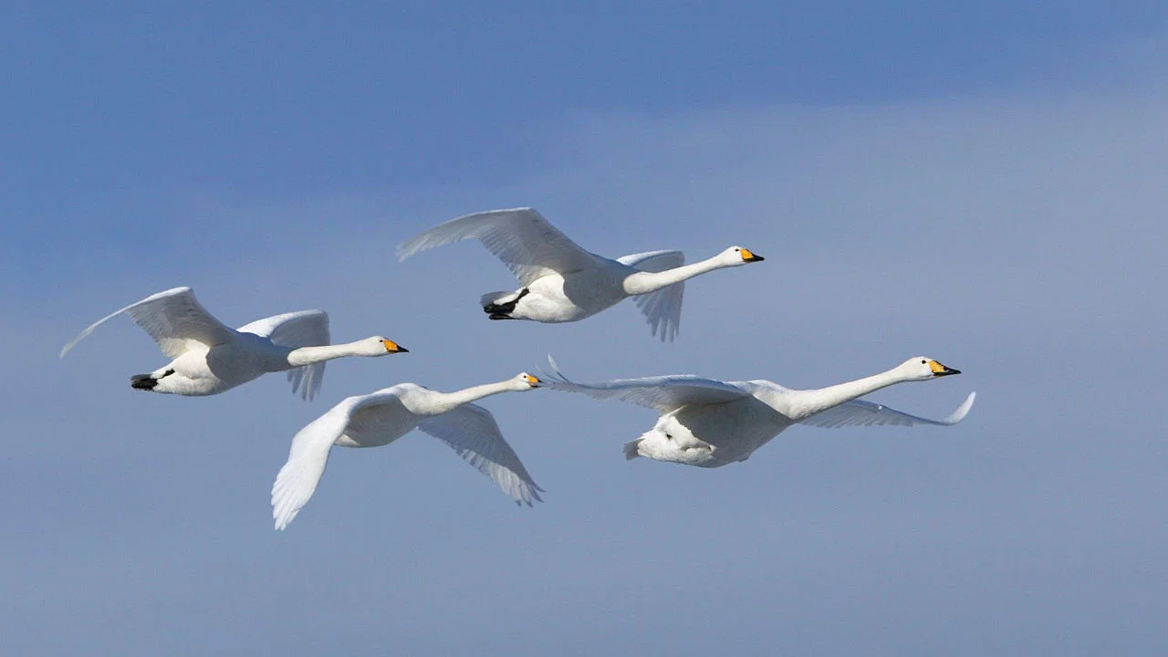 Zugv&ouml;gel - Ein Jahr vergeht im Flug - 剧照