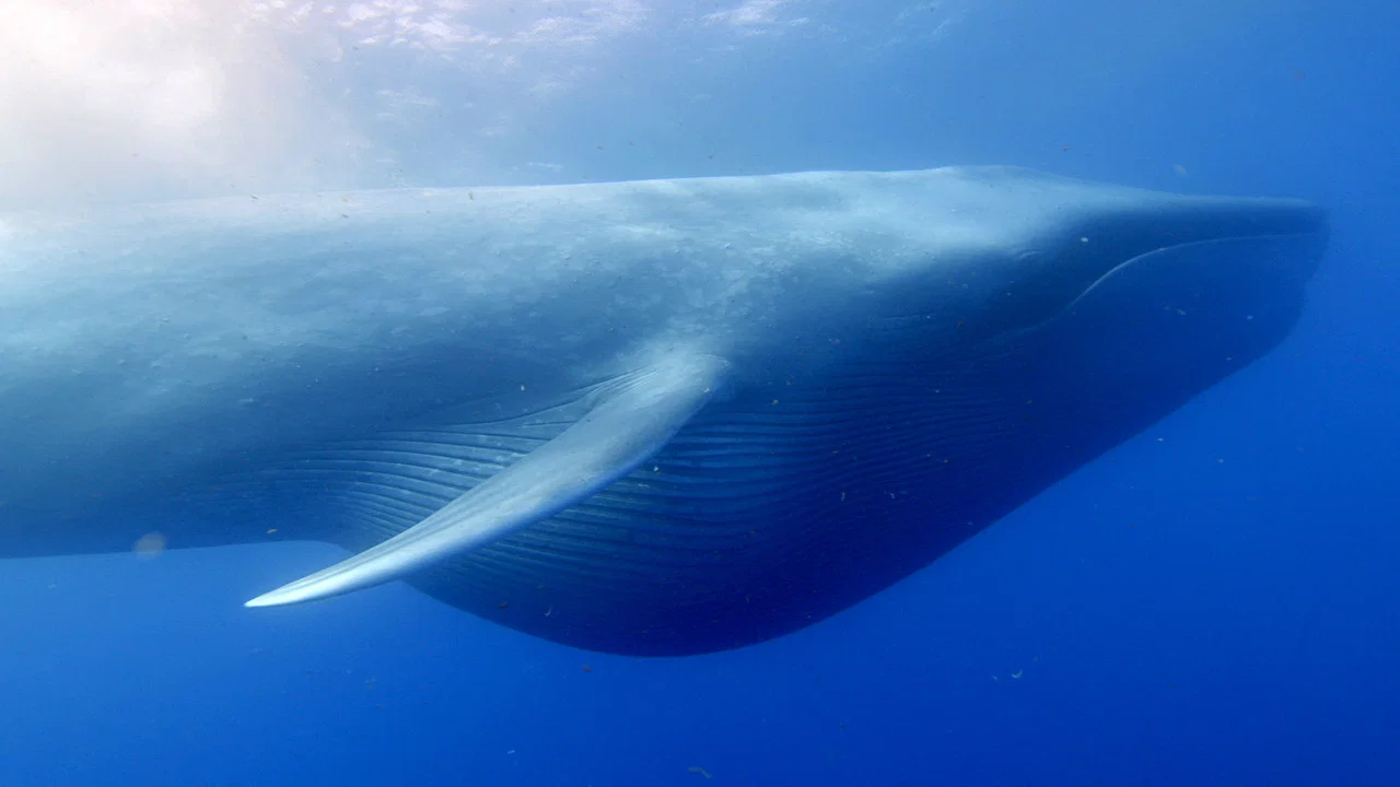 Ocean Giants - 剧照