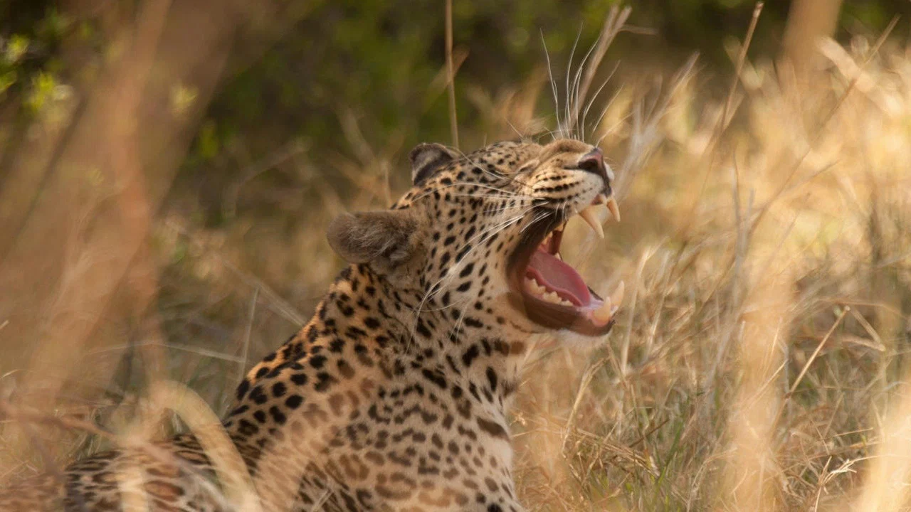 Diary of a Teen Leopard - 剧照