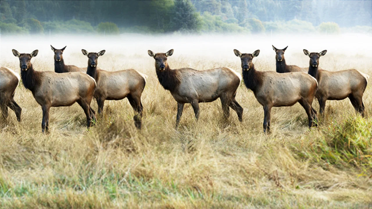 The Olympic Elk - 剧照