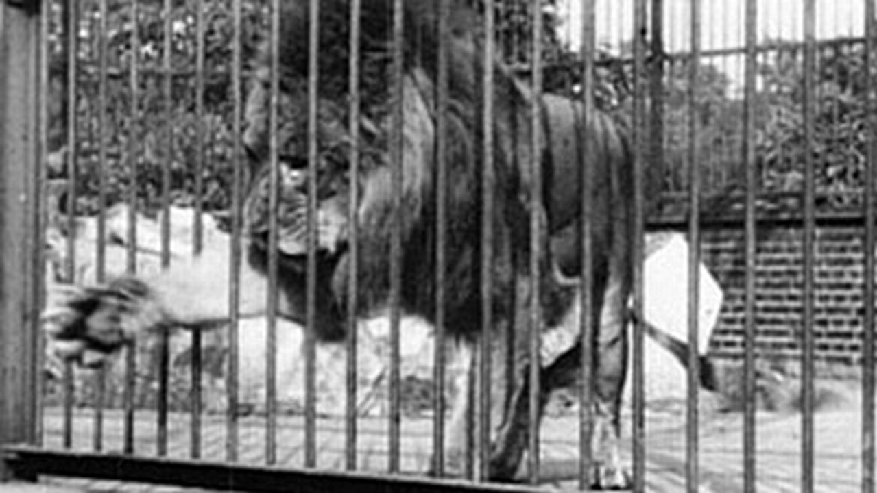Lion - 剧照