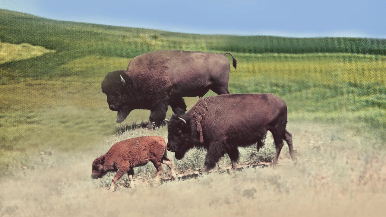 The Vanishing Prairie - 剧照