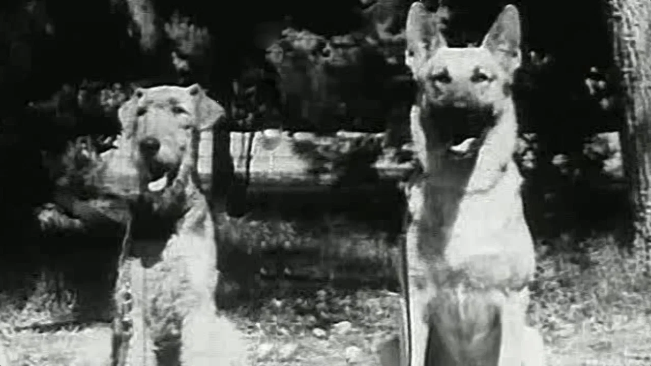 War Dogs - 剧照