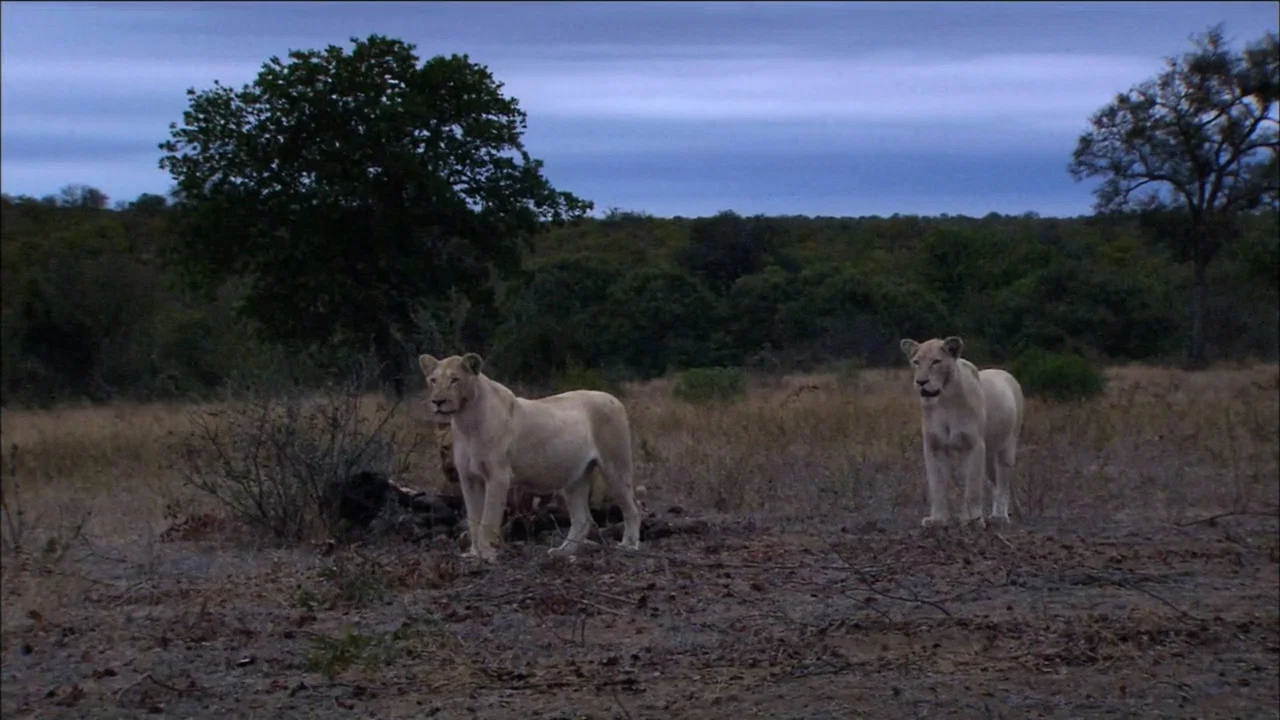 The White Lions - 剧照