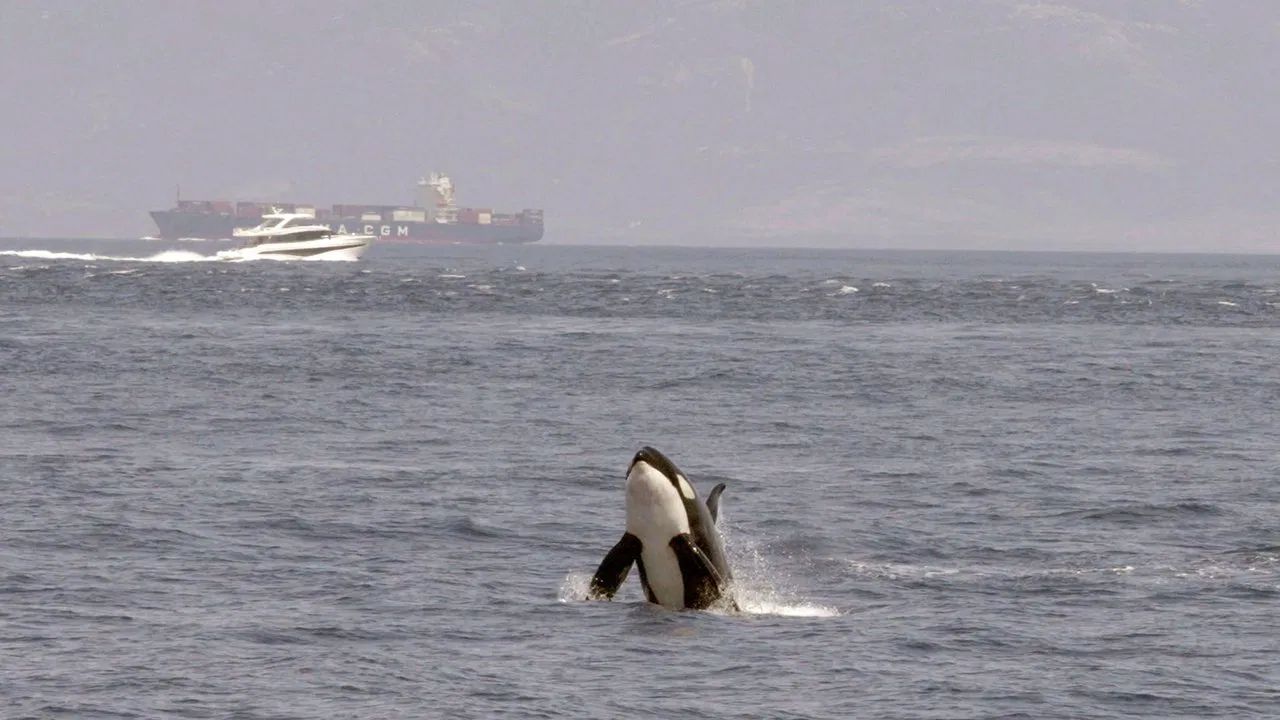 Achtung Orcas! Gefahr vor Gibraltar? - 剧照