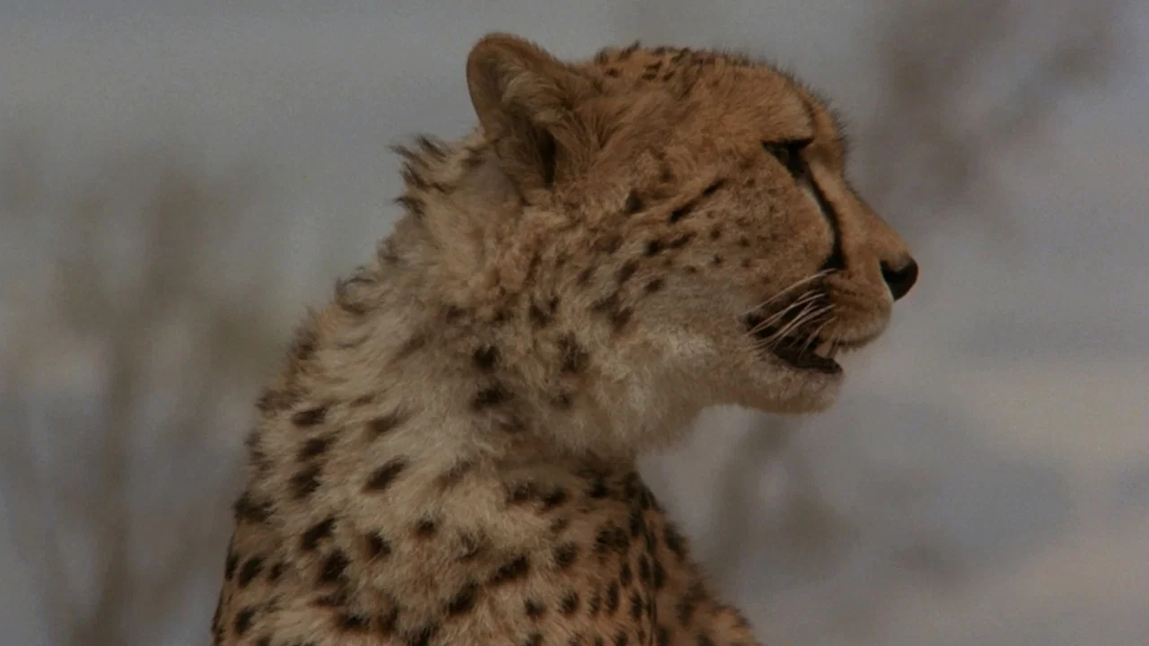 Cheetah - 剧照