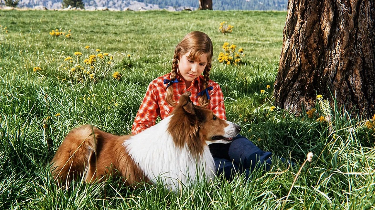 Lassie: Joyous Sound - 剧照