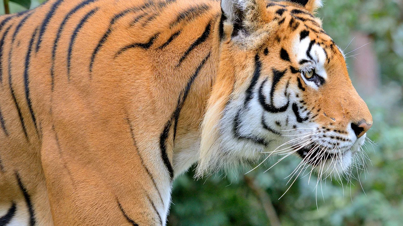 Tigre de Sib&eacute;rie, seigneur sans fronti&egrave;res - 剧照