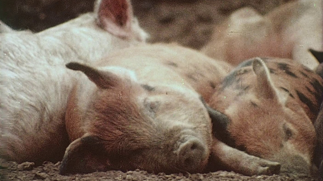 Pigs! - 剧照