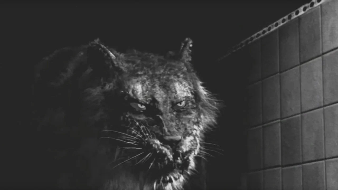 Tyger - 剧照