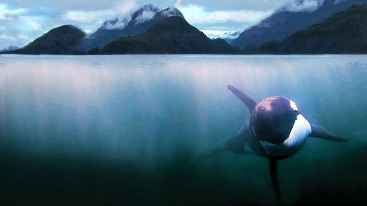 The Whale - 剧照