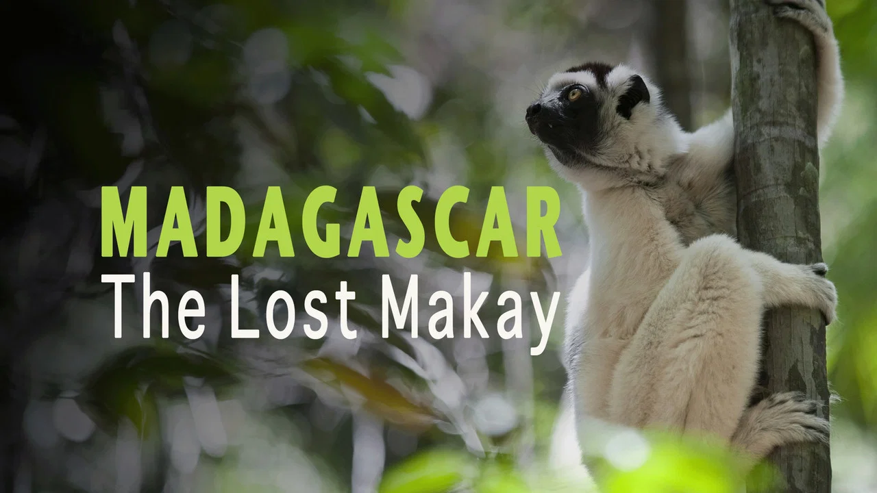 Madagascar: The Lost Makay - 剧照
